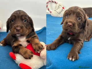 Sprocker dogs Fully Health Tested Sprocker Spaniel Puppies - Advert 7