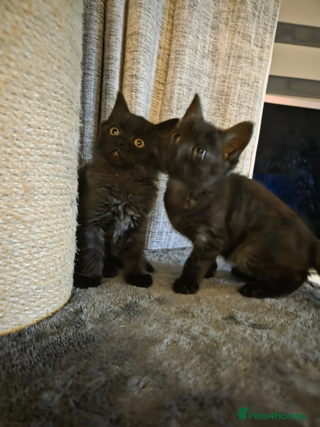 Mixed Breed cats for sale: 2 gorgeous female kittens - Advert 1
