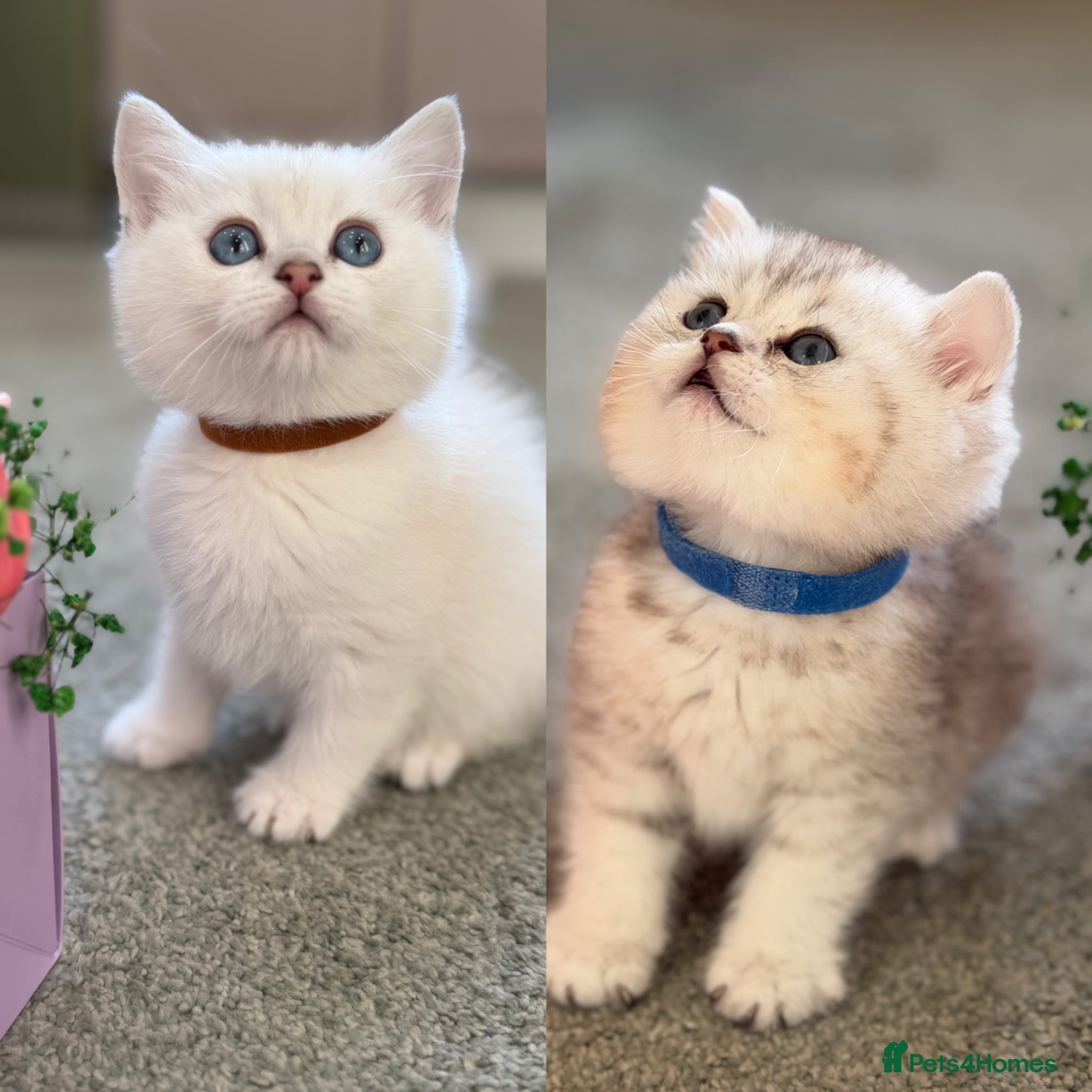 British Shorthair cats BSH golden point adorable kittens TICA  - Advert 10