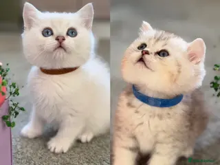 British Shorthair cats BSH golden point adorable kittens TICA - Advert 10