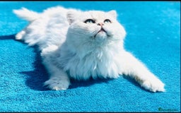 Persian cats for stud: ⭐️PERSIAN CHINCHILLA  PEDIGREE  STUD⭐️ in Gerrards Cross - Image 1