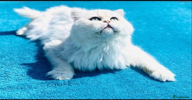Persian cats in Gerrards Cross - Advert 15