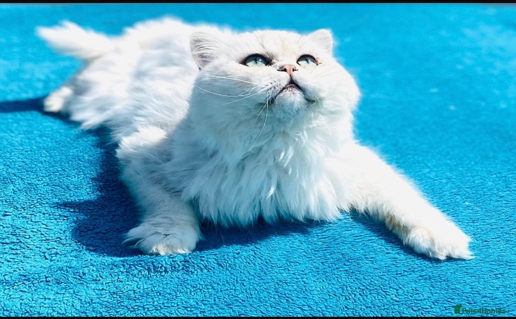Persian cats in Gerrards Cross - Advert 4