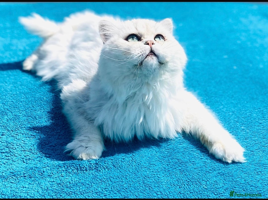 Persian cats for stud: ⭐️PERSIAN CHINCHILLA  PEDIGREE  STUD⭐️ in Gerrards Cross - Image 1