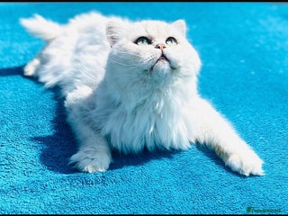 Persian cats in Gerrards Cross - Advert 36