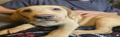 Mixed Breed 1