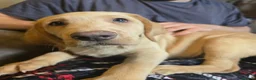 Mixed Breed dogs for sale: Lab Cross weimaraner  - Advert 6