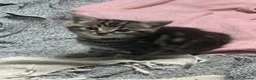 Mixed Breed cats for sale: British x Birman kittens  in Newton Abbot - Advert 8