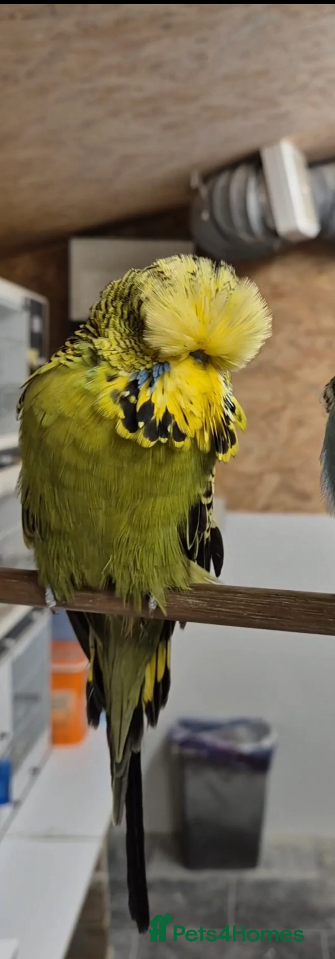 Budgerigars birds for sale: Main Cock for Breeders - Advert 1