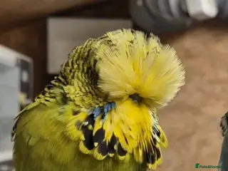 Budgerigars birds Main Cock for Breeders - Advert 2