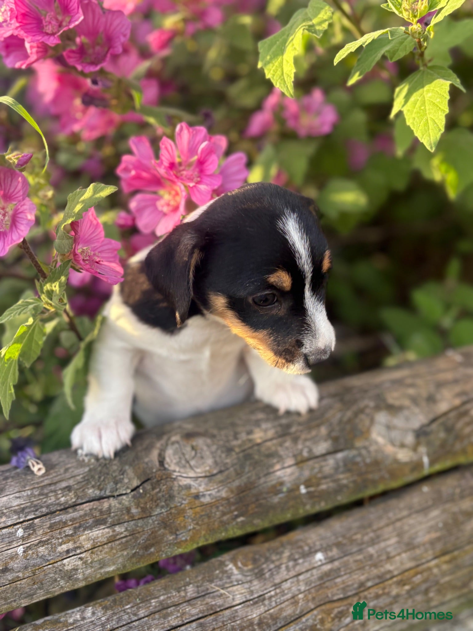 Jack Russell dogs The cutest girl puppies  - Advert 8