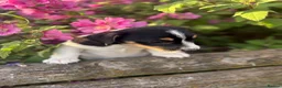 Jack Russell dogs for sale: The cutest girl puppies  - Advert 1