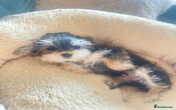 Mixed Breed dogs for sale: Beautiful female yorkie  - Advert 1