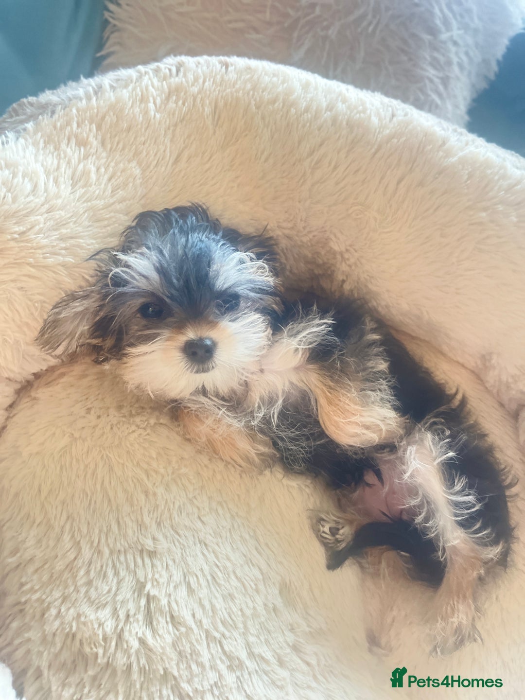 Mixed Breed dogs for sale: Beautiful female yorkie  - Advert 1
