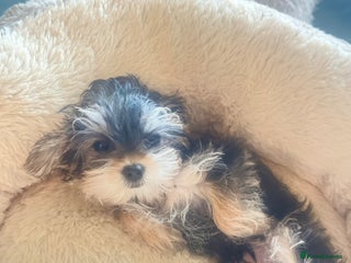 Mixed Breed dogs for sale: Beautiful female yorkie - Advert 1