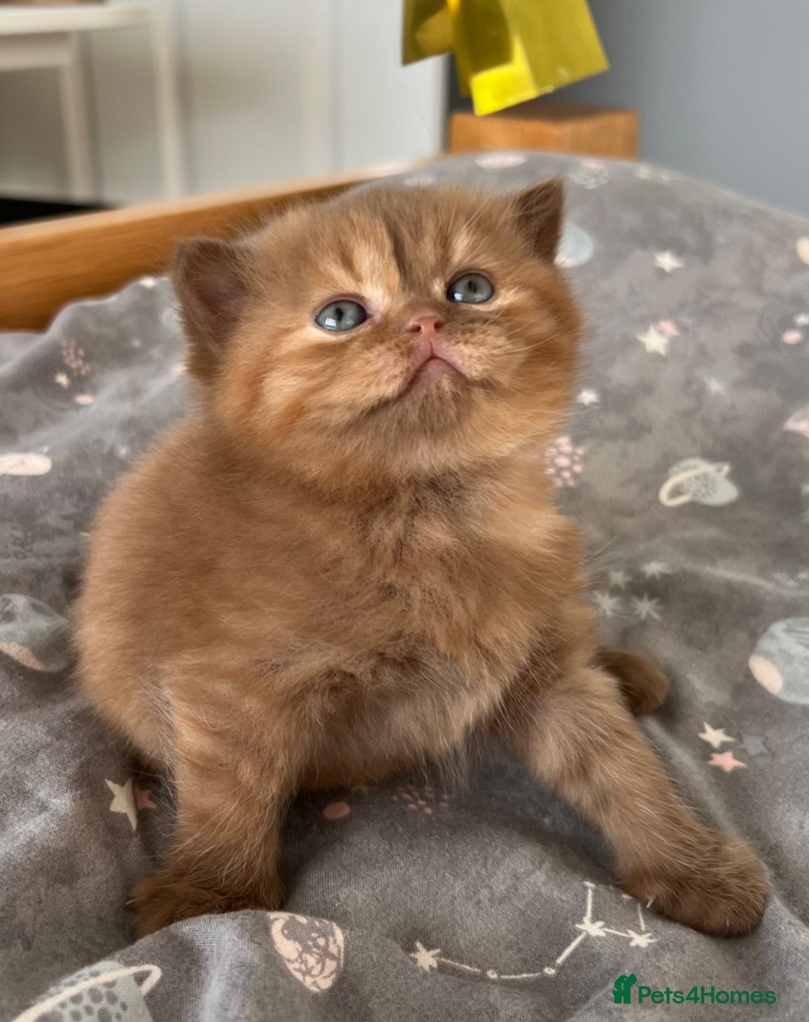 British Shorthair cats for sale: 🏆Exceptional GCCF Registered BSH Kittens🏆 - Advert 1