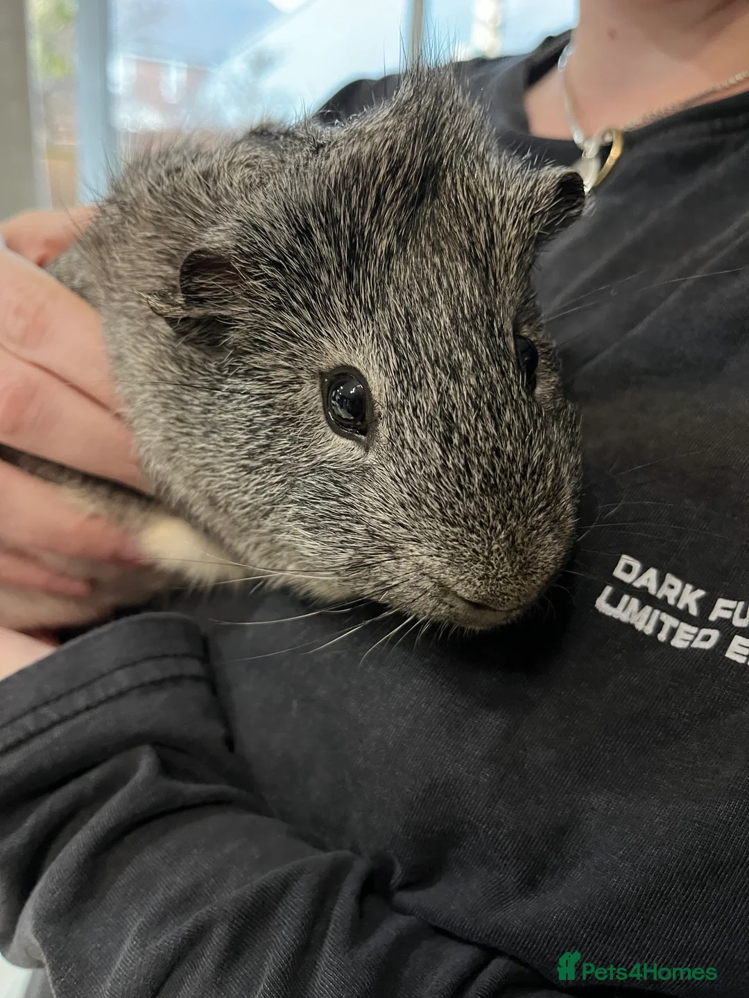 Guinea Pig rodents for sale: Solo male guinea pig  - Advert 4