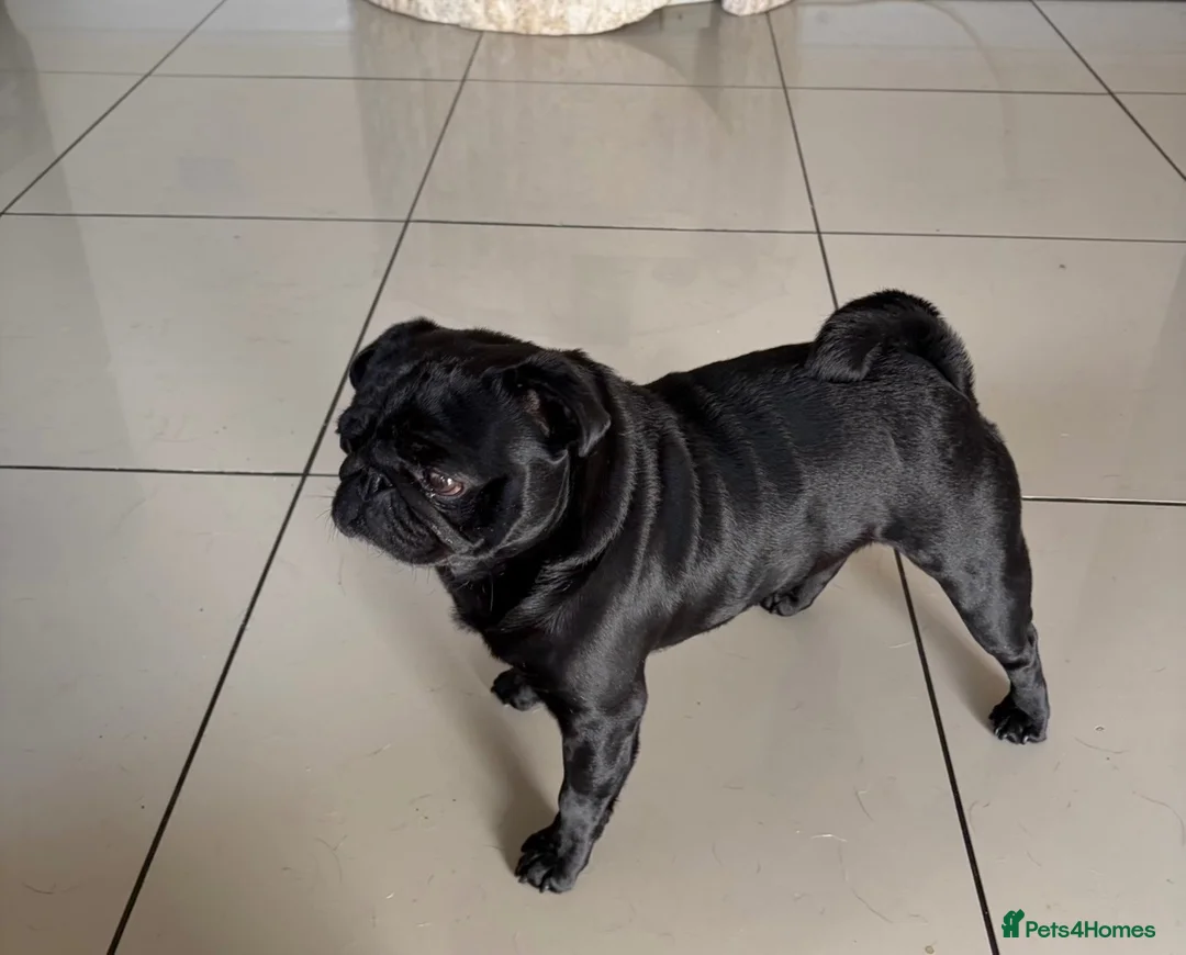 Pug dogs for stud: KC REG HEALTH TESTED PUG  - Advert 2