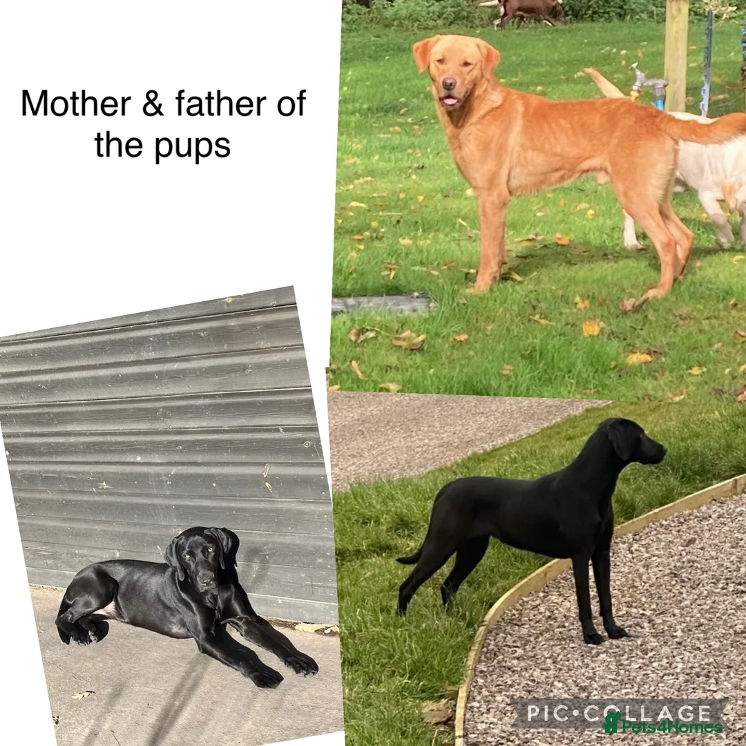 Mixed Breed dogs for sale: 8 LABMARANER Pups  - Advert 2