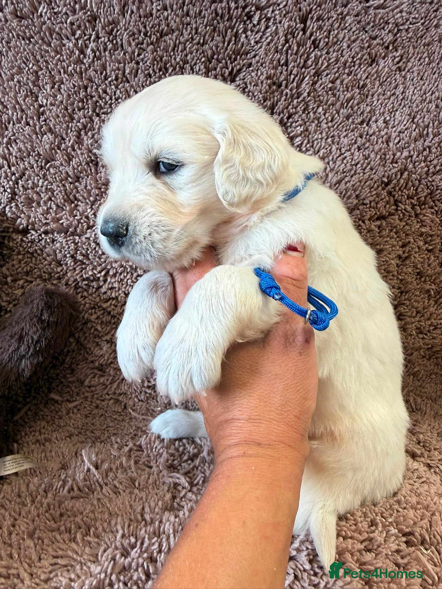 Golden Retriever dogs Golden Retriever Pups - Gorgeous  - Advert 2