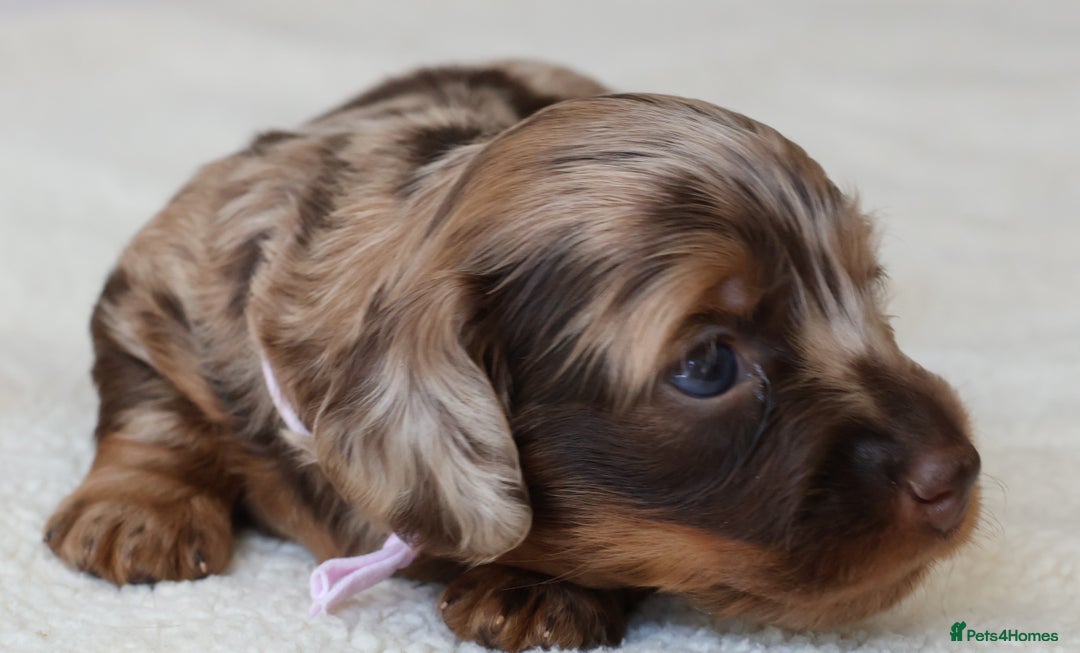 Miniature Dachshund dogs for sale: 5StarsLicensed+LongHaired+KC+PRAClear+VetChecked - Image 35