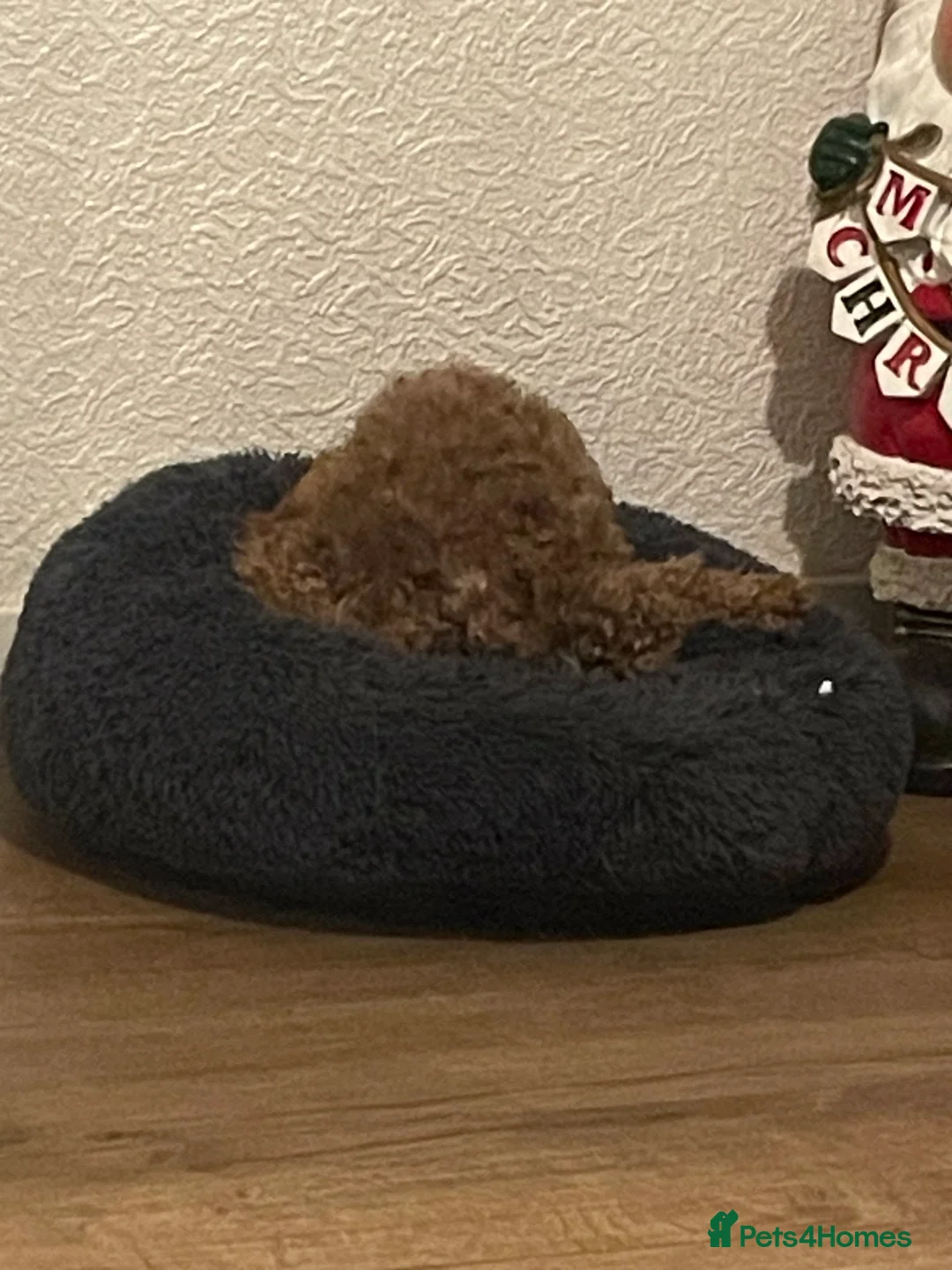 Cockapoo dogs for sale: F1 puppies cockatoo - Advert 14