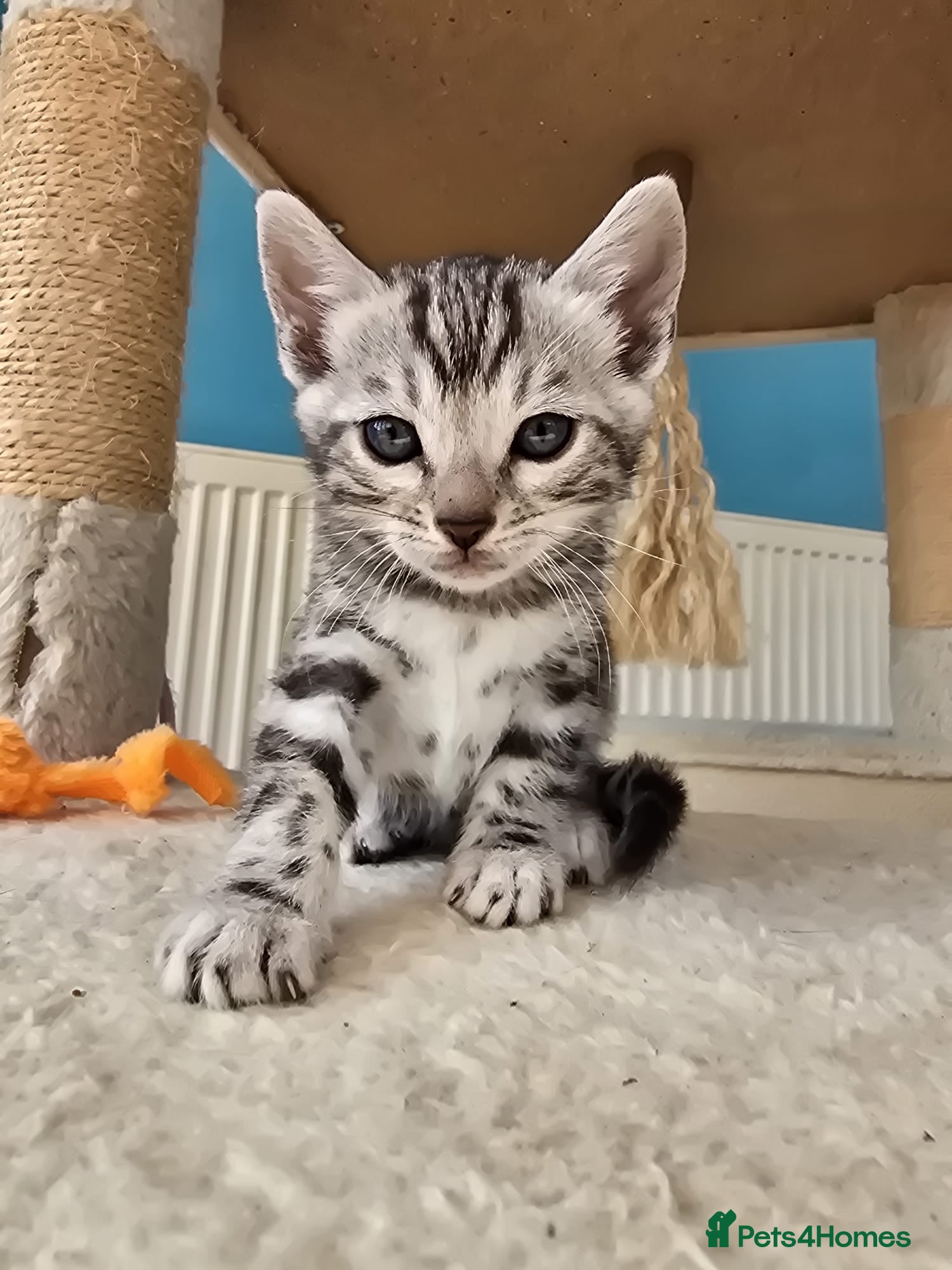 Bengal cats Pedigree Bengal Kittens ready for new home in June - Advert 2