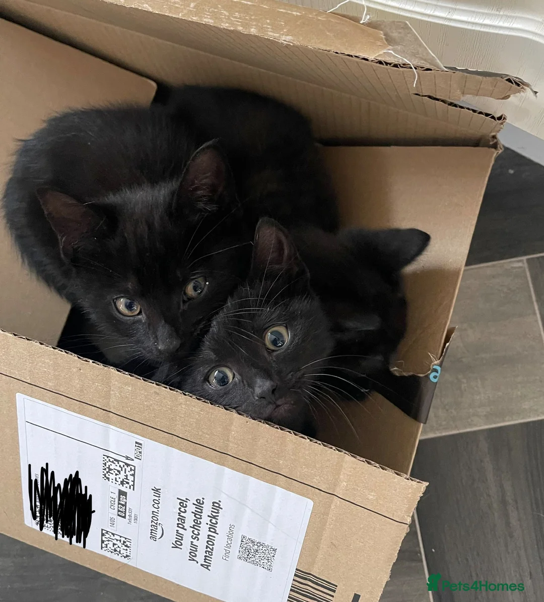Mixed Breed cats for sale: 3 males  - Advert 2