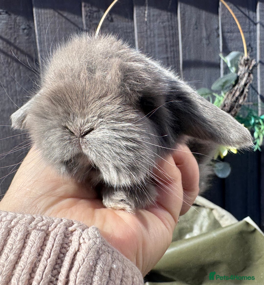 Mini Lop rabbits for sale: STUNNING baby mini lops - Image 17