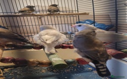 Finches birds for sale: Baby finches for sale £10 each - Image 8