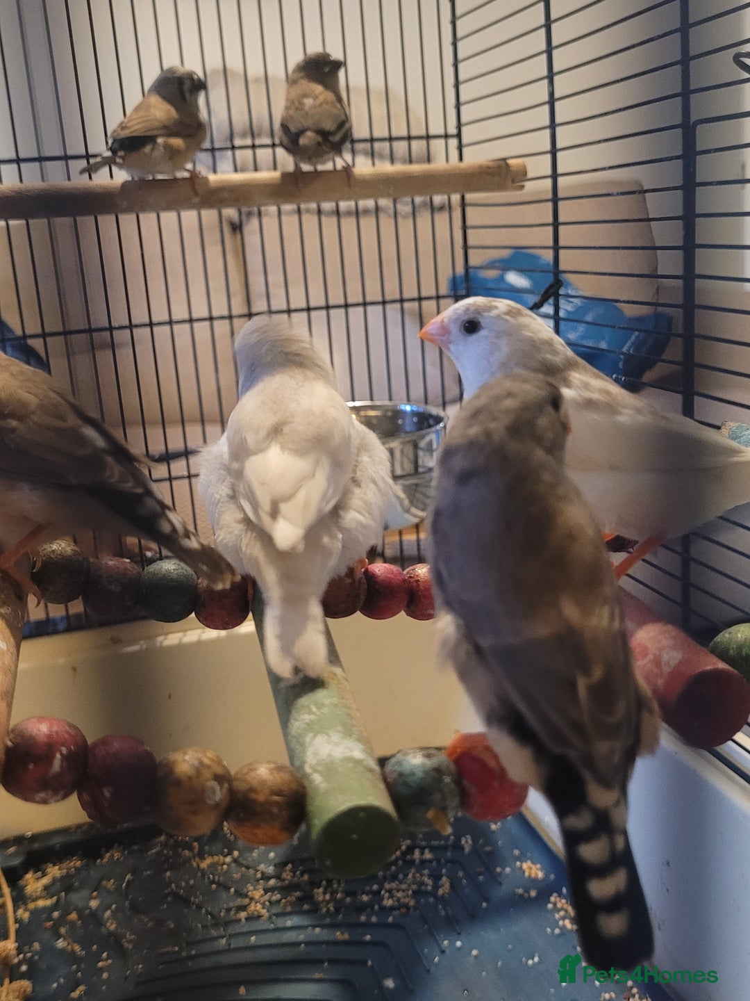 Finches birds for sale: Baby finches for sale £10 each - Image 8