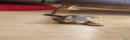Mixed Breed cats for sale: Gorgeous Tabby Kittens - Advert 12