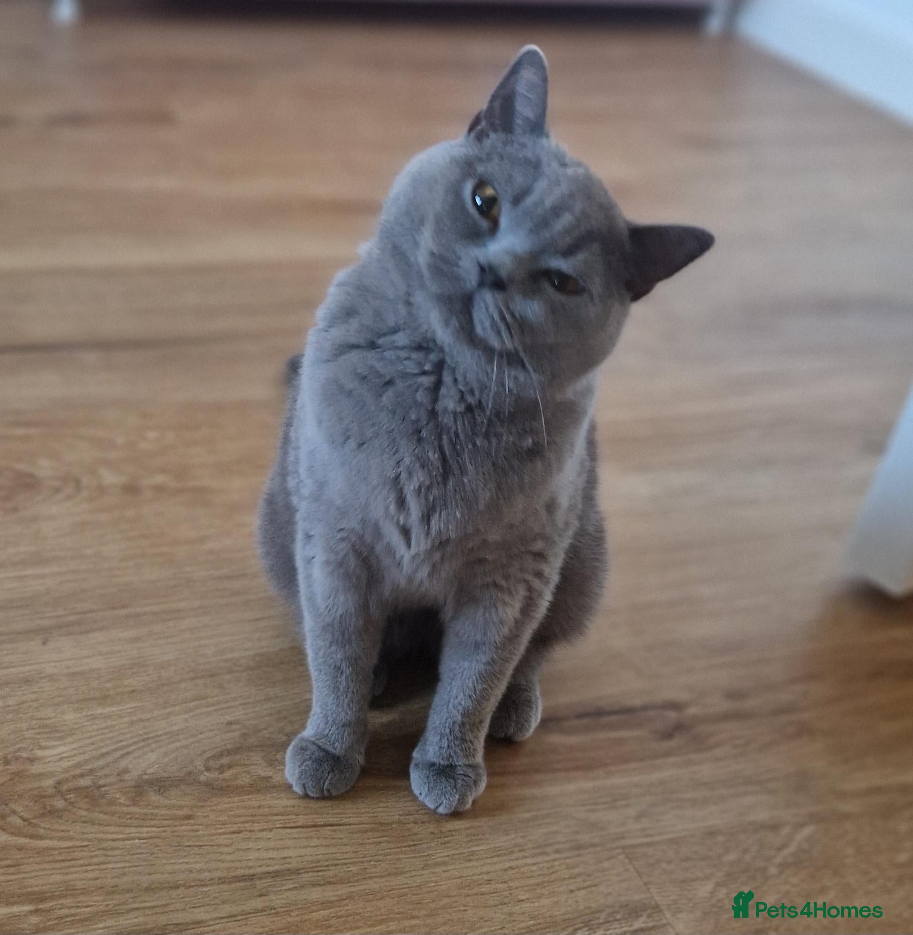 British Shorthair cats Beautiful 3yo Blue British Shorthair Girl - Advert 3