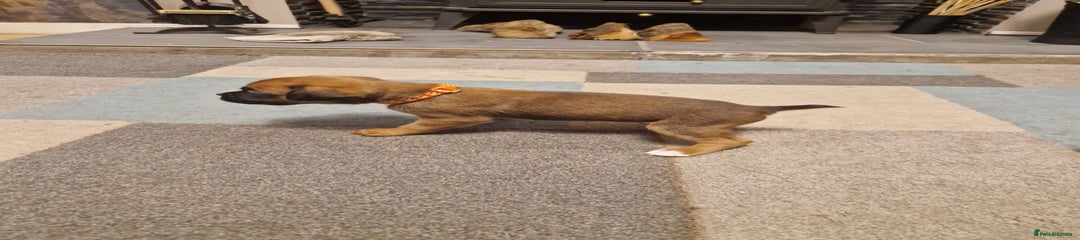 Boxer Puppy 4 (orange)