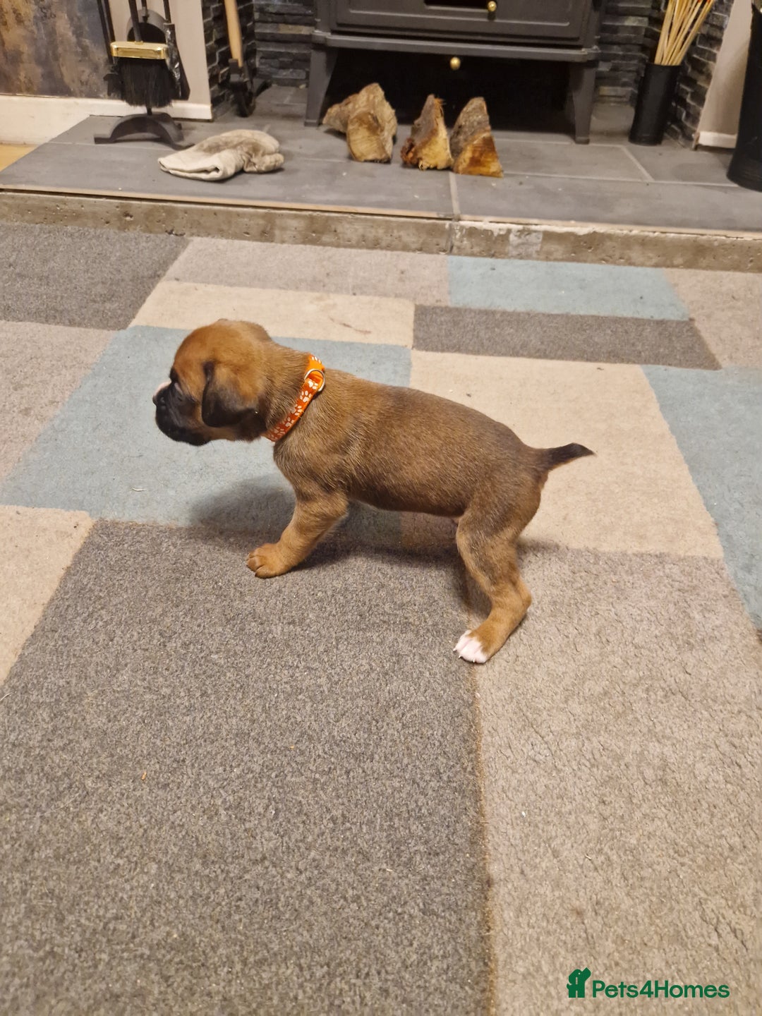 Boxer dogs for sale: Beautiful litter of KC reg bobtail boxer pups - Image 11