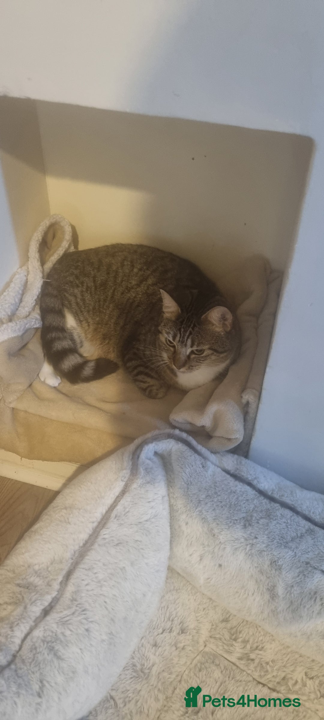 Bengal cats for sale: This is saint  - Image 1