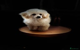 Toy Poodle dogs for sale:  KC Registered Toy Poodle stunning little boy💙 - Image 8