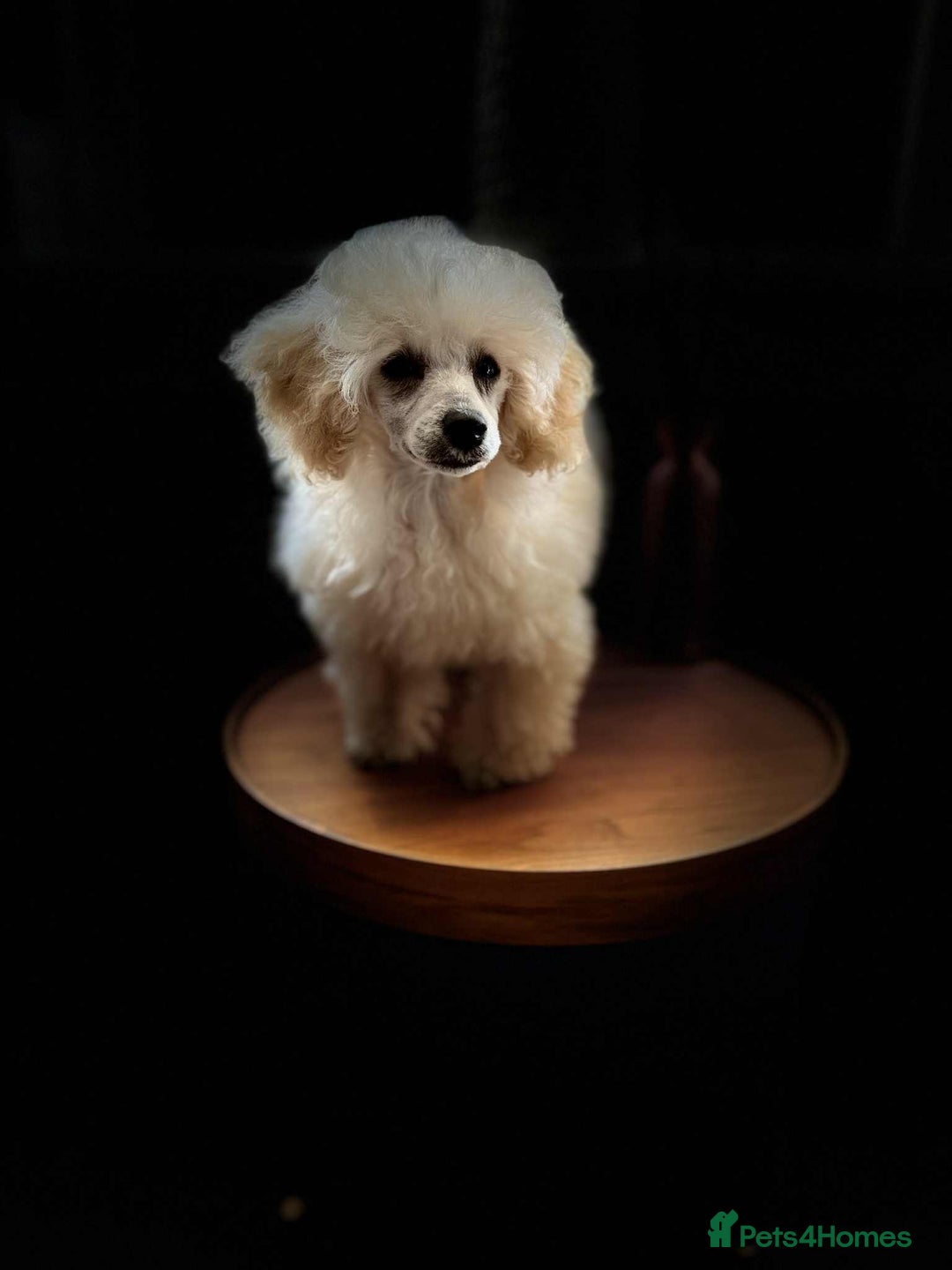 Toy Poodle dogs for sale:  KC Registered Toy Poodle stunning little boy💙 - Image 8