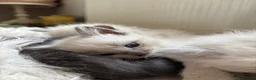 Ragdoll cats for sale: Gorgeous ragdolls 🤍🐾 - Advert 22