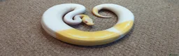 Python Snake reptiles for sale: 2026 Royal Python Hatchlings - Advert 10