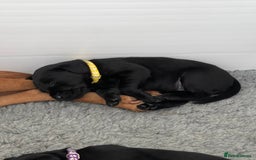 Labrador Retriever dogs for sale: Beautiful KC Black Female Pups  - Image 10