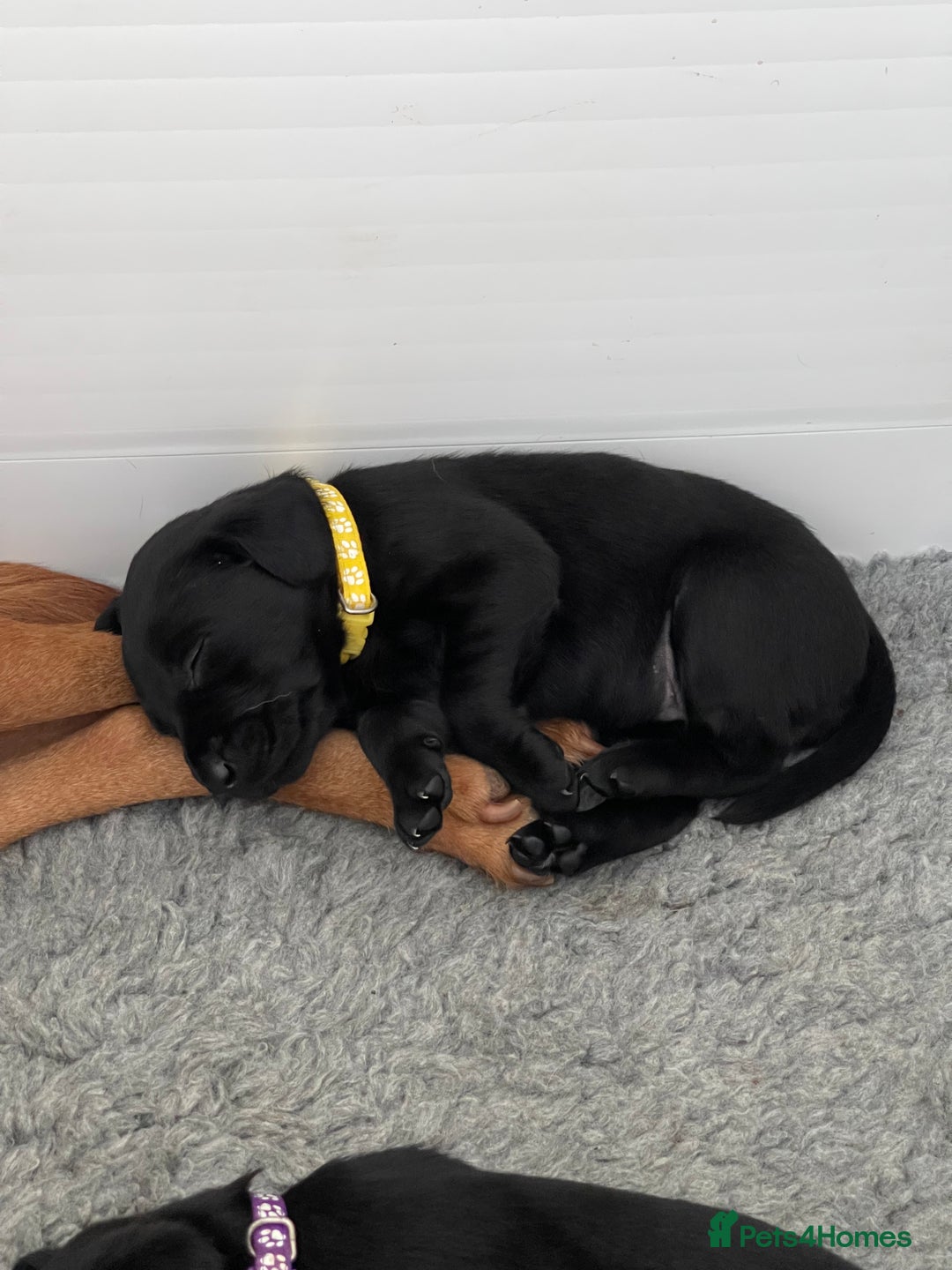 Labrador Retriever dogs for sale: Beautiful KC Black Female Pups  - Image 10