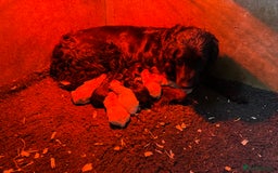 Mixed Breed dogs for sale: Beautiful Black and Golden Retrievers - Image 1