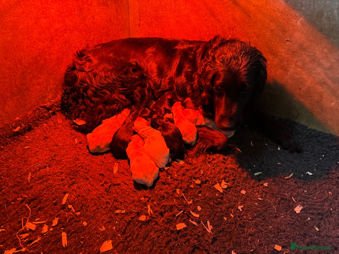 Mixed Breed dogs for sale: Beautiful Black and Golden Retrievers - Image 1