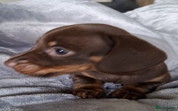 Miniature Dachshund dogs for sale: KC Reg’d Mini Dachshund Puppies  - Image 3