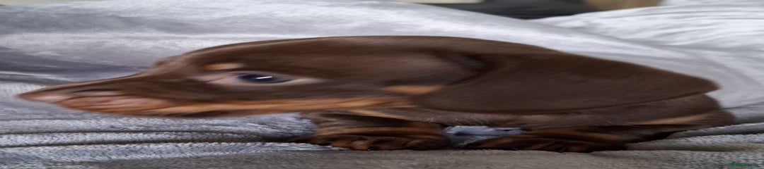 Miniature Dachshund Puppy 1