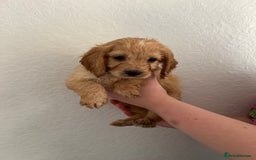 Cockapoo dogs for sale: Fluffy F1 puppies ready 27-09  - Image 9
