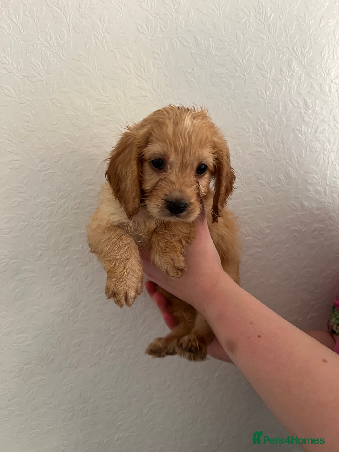 Cockapoo dogs for sale: Fluffy F1 puppies ready 27-09  - Image 9