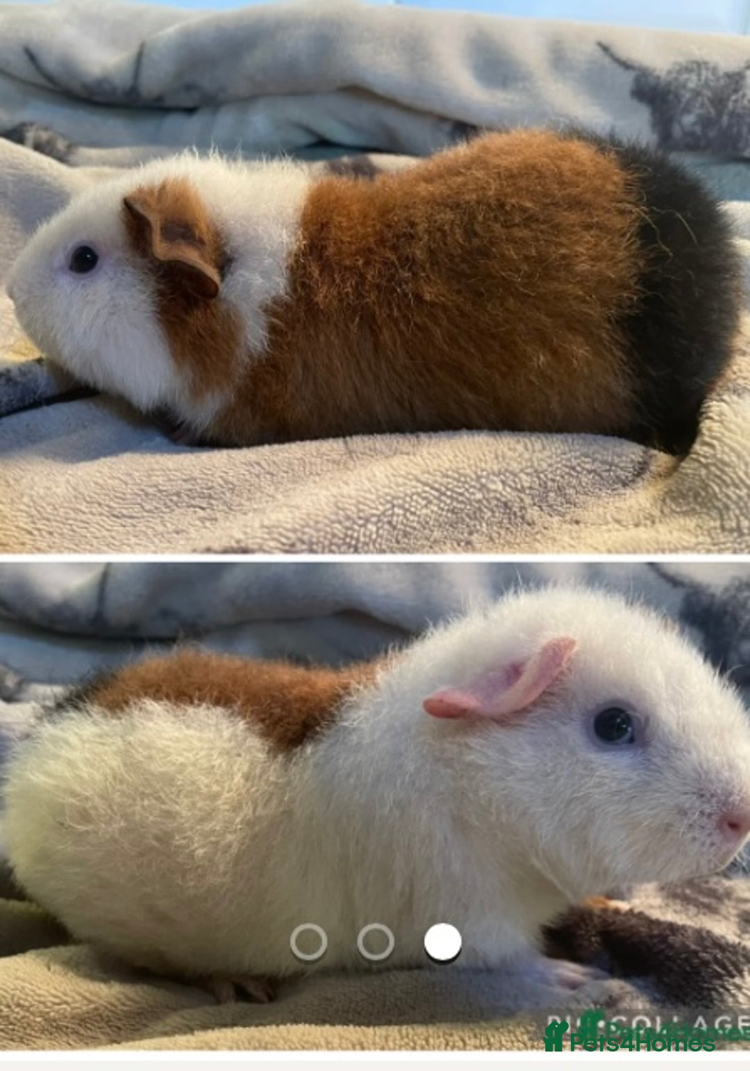 Guinea Pig rodents for sale: Pair baby boars guinea pigs  - Advert 1