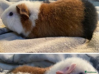 Guinea Pig rodents Pair baby boars guinea pigs - Advert 1